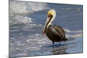 Eastern Brown Pelican (Pelecanus Occidentalis Carolinensis) Loafing at the Seashore, Gulf of Mexico-Lynn M^ Stone-Mounted Photographic Print