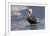 Eastern Brown Pelican (Pelecanus Occidentalis Carolinensis) Loafing at the Seashore, Gulf of Mexico-Lynn M^ Stone-Framed Photographic Print