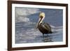 Eastern Brown Pelican (Pelecanus Occidentalis Carolinensis) Loafing at the Seashore, Gulf of Mexico-Lynn M^ Stone-Framed Photographic Print