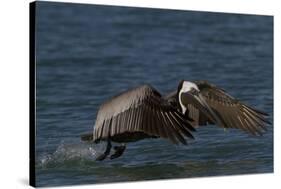 Eastern Brown Pelican (Pelecanus Occidentalis Carolinensis)-Lynn M^ Stone-Stretched Canvas