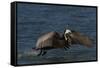 Eastern Brown Pelican (Pelecanus Occidentalis Carolinensis)-Lynn M^ Stone-Framed Stretched Canvas