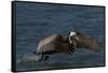 Eastern Brown Pelican (Pelecanus Occidentalis Carolinensis)-Lynn M^ Stone-Framed Stretched Canvas