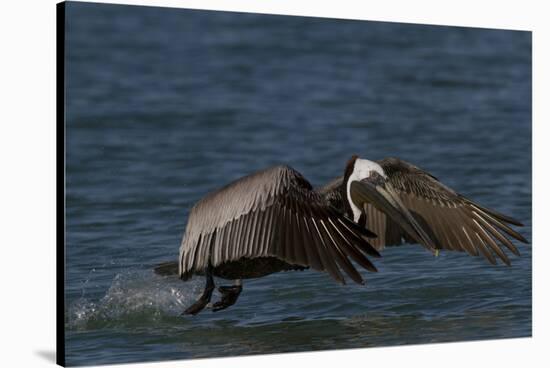 Eastern Brown Pelican (Pelecanus Occidentalis Carolinensis)-Lynn M^ Stone-Stretched Canvas