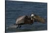 Eastern Brown Pelican (Pelecanus Occidentalis Carolinensis)-Lynn M^ Stone-Stretched Canvas