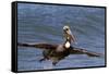 Eastern Brown Pelican (Pelecanus Occidentalis Carolinensis)-Lynn M^ Stone-Framed Stretched Canvas