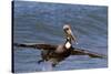 Eastern Brown Pelican (Pelecanus Occidentalis Carolinensis)-Lynn M^ Stone-Stretched Canvas