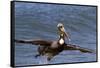 Eastern Brown Pelican (Pelecanus Occidentalis Carolinensis)-Lynn M^ Stone-Framed Stretched Canvas