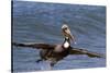 Eastern Brown Pelican (Pelecanus Occidentalis Carolinensis)-Lynn M^ Stone-Stretched Canvas