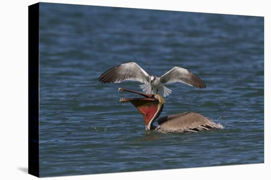 Eastern Brown Pelican (Pelecanus Occidentalis Carolinensis)-Lynn M^ Stone-Stretched Canvas