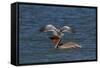 Eastern Brown Pelican (Pelecanus Occidentalis Carolinensis)-Lynn M^ Stone-Framed Stretched Canvas