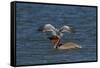 Eastern Brown Pelican (Pelecanus Occidentalis Carolinensis)-Lynn M^ Stone-Framed Stretched Canvas