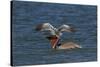 Eastern Brown Pelican (Pelecanus Occidentalis Carolinensis)-Lynn M^ Stone-Stretched Canvas