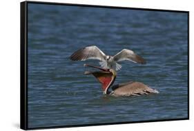 Eastern Brown Pelican (Pelecanus Occidentalis Carolinensis)-Lynn M^ Stone-Framed Stretched Canvas