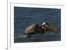 Eastern Brown Pelican (Pelecanus Occidentalis Carolinensis)-Lynn M^ Stone-Framed Photographic Print