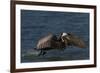 Eastern Brown Pelican (Pelecanus Occidentalis Carolinensis)-Lynn M^ Stone-Framed Photographic Print