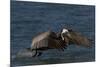 Eastern Brown Pelican (Pelecanus Occidentalis Carolinensis)-Lynn M^ Stone-Mounted Photographic Print