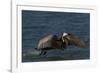 Eastern Brown Pelican (Pelecanus Occidentalis Carolinensis)-Lynn M^ Stone-Framed Photographic Print