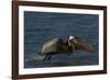 Eastern Brown Pelican (Pelecanus Occidentalis Carolinensis)-Lynn M^ Stone-Framed Photographic Print