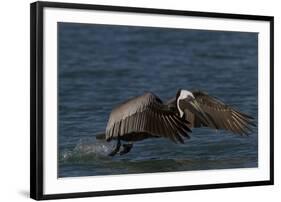 Eastern Brown Pelican (Pelecanus Occidentalis Carolinensis)-Lynn M^ Stone-Framed Photographic Print