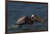 Eastern Brown Pelican (Pelecanus Occidentalis Carolinensis)-Lynn M^ Stone-Framed Photographic Print