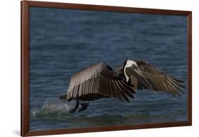 Eastern Brown Pelican (Pelecanus Occidentalis Carolinensis)-Lynn M^ Stone-Framed Photographic Print