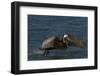 Eastern Brown Pelican (Pelecanus Occidentalis Carolinensis)-Lynn M^ Stone-Framed Photographic Print