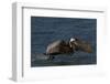 Eastern Brown Pelican (Pelecanus Occidentalis Carolinensis)-Lynn M^ Stone-Framed Photographic Print