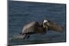 Eastern Brown Pelican (Pelecanus Occidentalis Carolinensis)-Lynn M^ Stone-Mounted Photographic Print