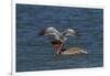 Eastern Brown Pelican (Pelecanus Occidentalis Carolinensis)-Lynn M^ Stone-Framed Photographic Print