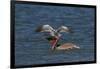 Eastern Brown Pelican (Pelecanus Occidentalis Carolinensis)-Lynn M^ Stone-Framed Photographic Print