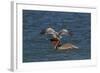 Eastern Brown Pelican (Pelecanus Occidentalis Carolinensis)-Lynn M^ Stone-Framed Photographic Print