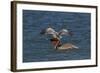 Eastern Brown Pelican (Pelecanus Occidentalis Carolinensis)-Lynn M^ Stone-Framed Photographic Print