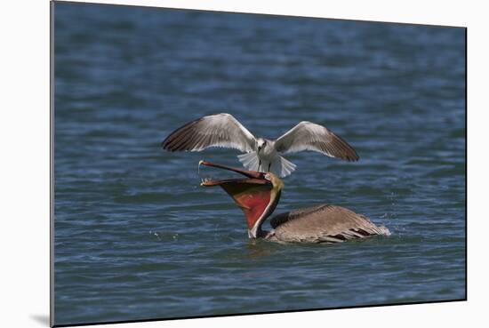 Eastern Brown Pelican (Pelecanus Occidentalis Carolinensis)-Lynn M^ Stone-Mounted Photographic Print