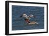 Eastern Brown Pelican (Pelecanus Occidentalis Carolinensis)-Lynn M^ Stone-Framed Photographic Print