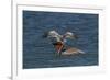 Eastern Brown Pelican (Pelecanus Occidentalis Carolinensis)-Lynn M^ Stone-Framed Photographic Print