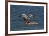 Eastern Brown Pelican (Pelecanus Occidentalis Carolinensis)-Lynn M^ Stone-Framed Photographic Print