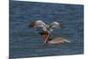 Eastern Brown Pelican (Pelecanus Occidentalis Carolinensis)-Lynn M^ Stone-Mounted Photographic Print