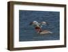 Eastern Brown Pelican (Pelecanus Occidentalis Carolinensis)-Lynn M^ Stone-Framed Photographic Print