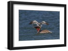 Eastern Brown Pelican (Pelecanus Occidentalis Carolinensis)-Lynn M^ Stone-Framed Photographic Print