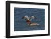 Eastern Brown Pelican (Pelecanus Occidentalis Carolinensis)-Lynn M^ Stone-Framed Photographic Print