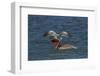 Eastern Brown Pelican (Pelecanus Occidentalis Carolinensis)-Lynn M^ Stone-Framed Photographic Print