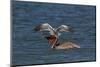 Eastern Brown Pelican (Pelecanus Occidentalis Carolinensis)-Lynn M^ Stone-Mounted Photographic Print