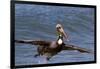 Eastern Brown Pelican (Pelecanus Occidentalis Carolinensis)-Lynn M^ Stone-Framed Photographic Print