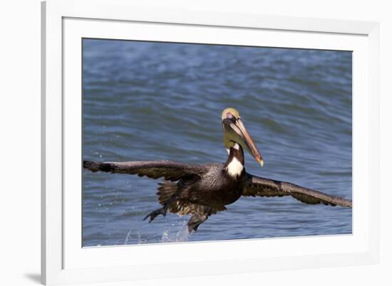 Eastern Brown Pelican (Pelecanus Occidentalis Carolinensis)-Lynn M^ Stone-Framed Photographic Print