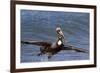 Eastern Brown Pelican (Pelecanus Occidentalis Carolinensis)-Lynn M^ Stone-Framed Photographic Print