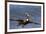 Eastern Brown Pelican (Pelecanus Occidentalis Carolinensis)-Lynn M^ Stone-Framed Photographic Print