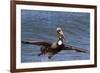 Eastern Brown Pelican (Pelecanus Occidentalis Carolinensis)-Lynn M^ Stone-Framed Photographic Print