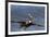 Eastern Brown Pelican (Pelecanus Occidentalis Carolinensis)-Lynn M^ Stone-Framed Photographic Print