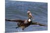 Eastern Brown Pelican (Pelecanus Occidentalis Carolinensis)-Lynn M^ Stone-Mounted Photographic Print