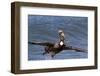 Eastern Brown Pelican (Pelecanus Occidentalis Carolinensis)-Lynn M^ Stone-Framed Photographic Print